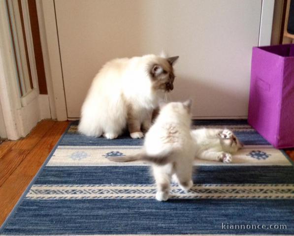 À donner chaton (Femelle) type sacré de Birmanie