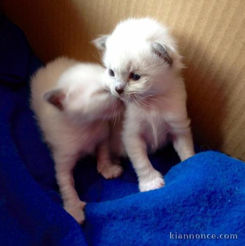 À donner chaton (Femelle) type sacré de Birmanie