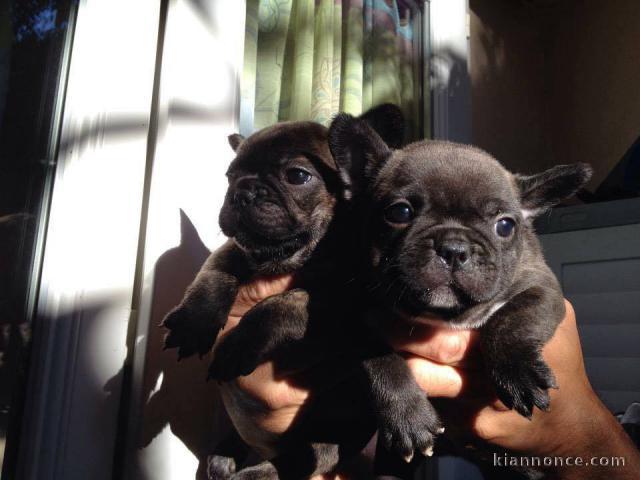 DONNE MAGNIGIQUE CHIOTS BOULEDOGUE FRANCAIS BLEU