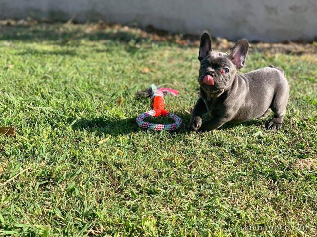 DONNE MAGNIGIQUE CHIOTS BOULEDOGUE FRANCAIS BLEU