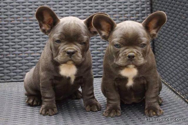 DONNE MAGNIGIQUE CHIOTS BOULEDOGUE FRANCAIS BLEU