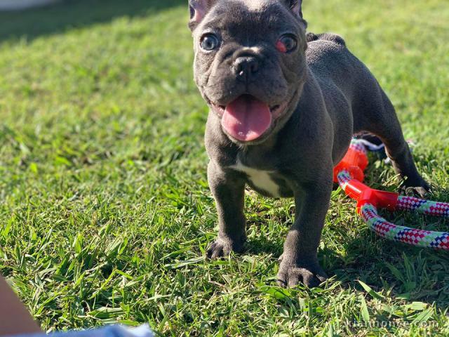 DONNE MAGNIGIQUE CHIOTS BOULEDOGUE FRANCAIS BLEU