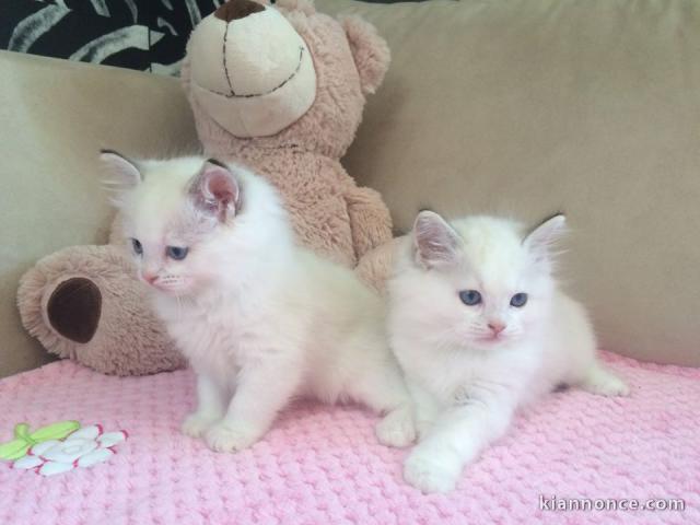 Magnifique chaton femelle ragdoll LOOF