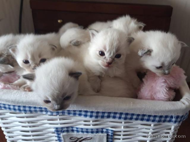 Magnifique chaton femelle ragdoll LOOF