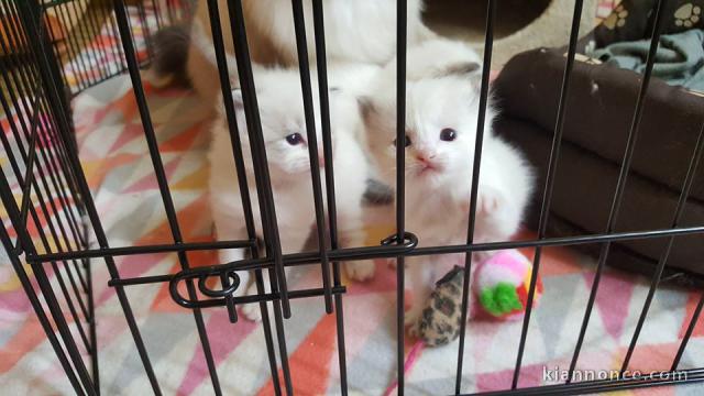 Magnifique chaton femelle ragdoll LOOF