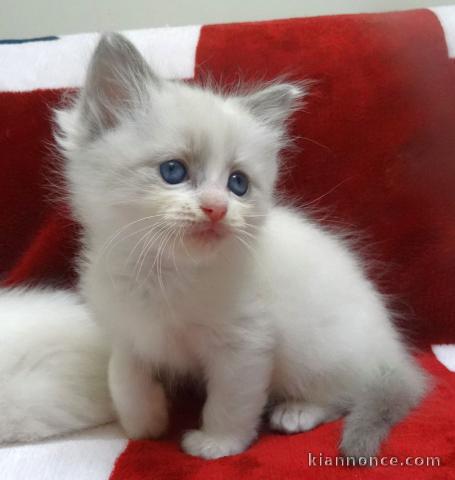 Magnifique chaton femelle ragdoll LOOF