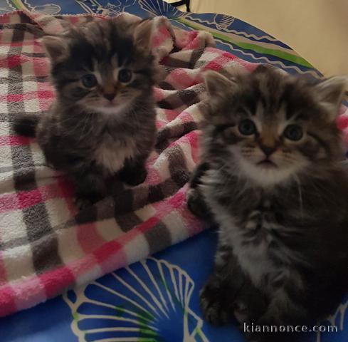 Magnifiques chatons Sibériens