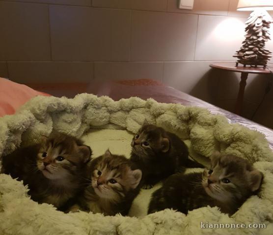 Magnifiques chatons Sibériens