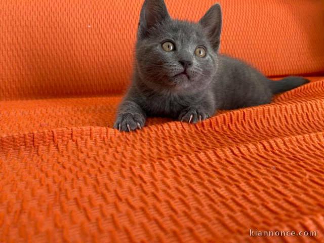 MAGNIFIQUES CHATON CHARTREUX