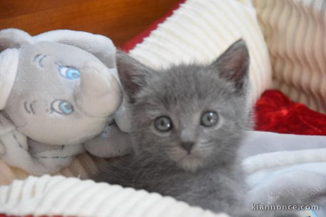 MAGNIFIQUES CHATON CHARTREUX