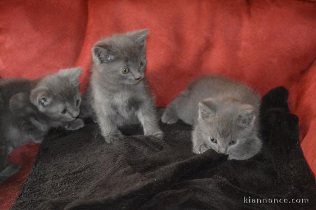 MAGNIFIQUES CHATON CHARTREUX