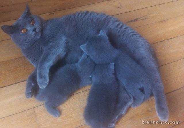 MAGNIFIQUES CHATON CHARTREUX