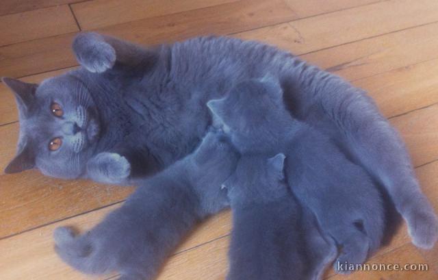 MAGNIFIQUES CHATON CHARTREUX