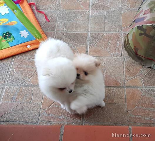 Chiots Spitz Allemand Nain