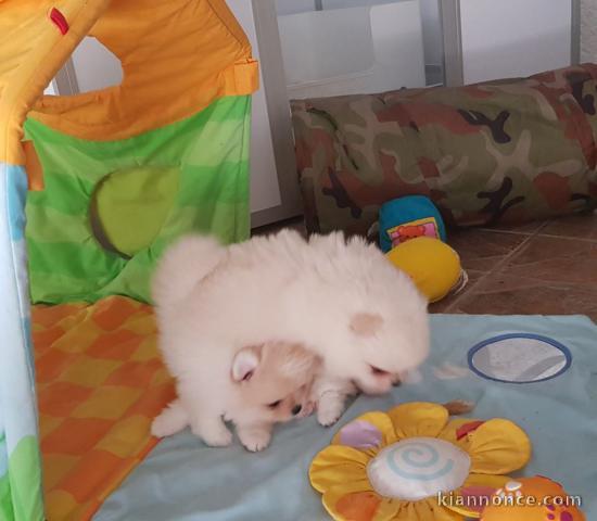 Chiots Spitz Allemand Nain