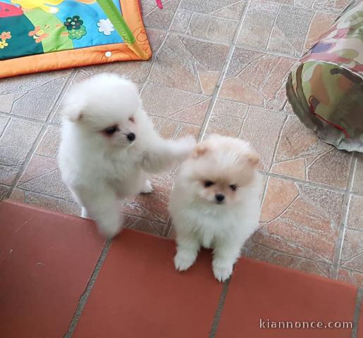 Chiots Spitz Allemand Nain