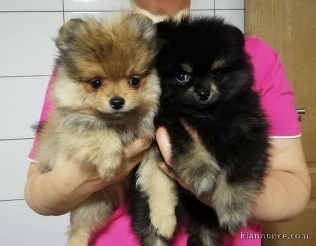 Chiots Spitz Allemand Nain