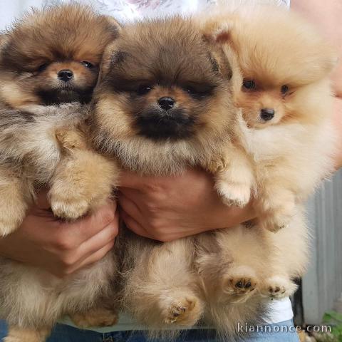 Chiots Spitz Allemand Nain