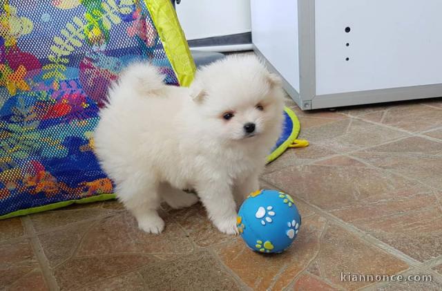 Chiots Spitz Allemand Nain