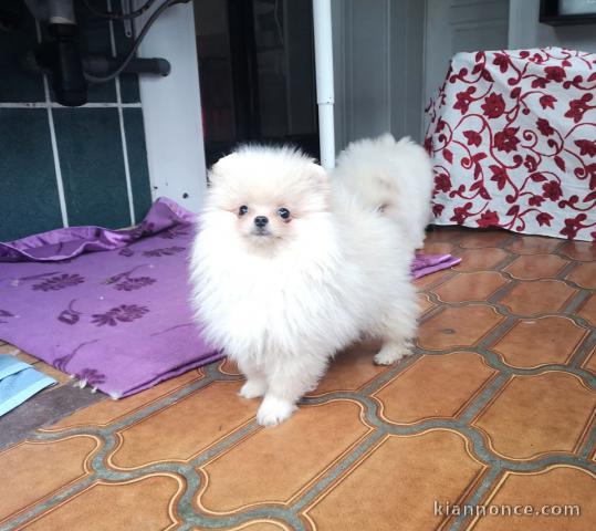 Chiots Spitz Allemand Nain