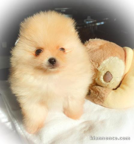 Chiots Spitz Nain disponibles de suite