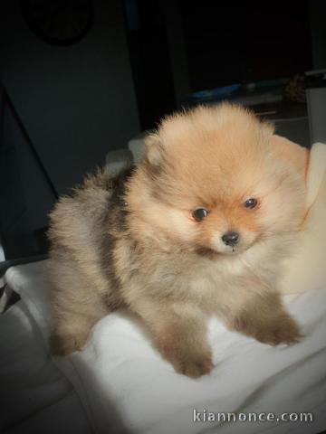 Chiots Spitz Nain disponibles de suite