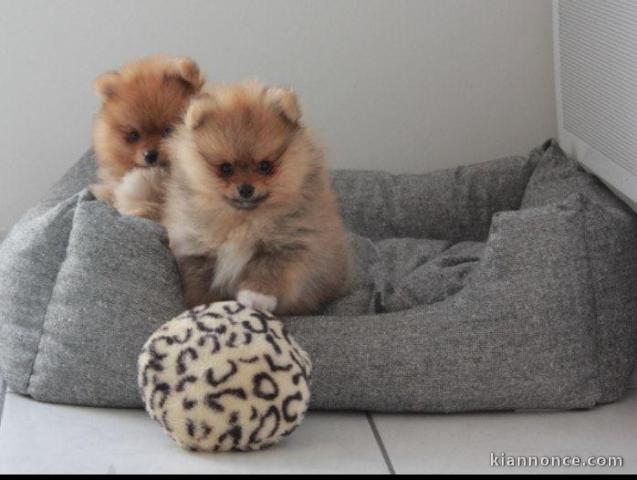 Chiots Spitz Nain disponibles de suite