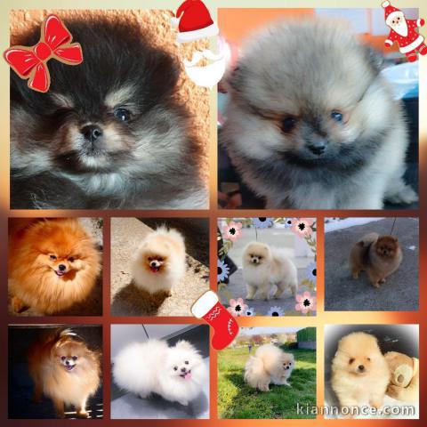 Chiots Spitz Nain disponibles de suite