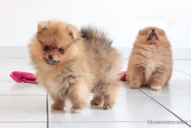 Chiots Spitz Nain disponibles de suite