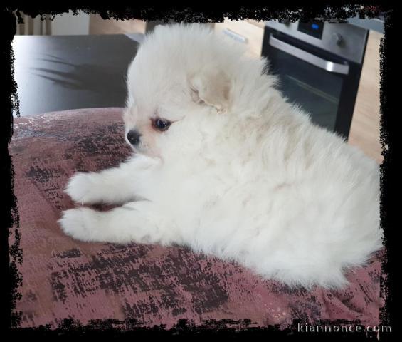 Chiots Spitz Nain disponibles de suite