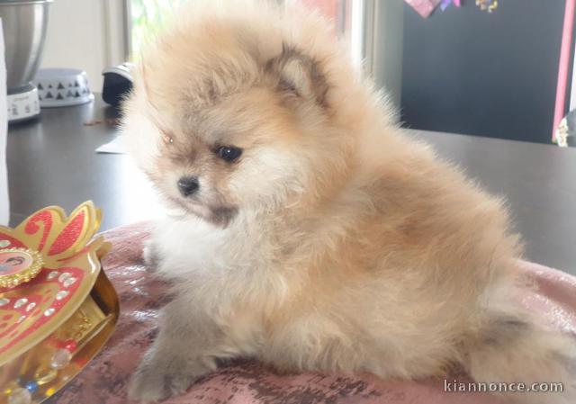 Chiots Spitz Nain disponibles de suite