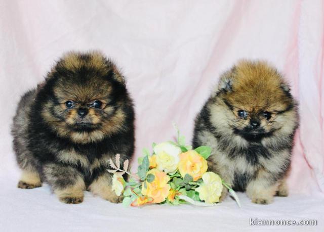 Chiots Spitz Nain disponibles de suite