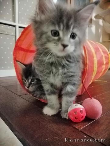 2 Chatons Maine Coon LOOF (A DONNER) Mâle et Femelle