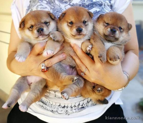 Chiots de race Shiba Inu disponibles de suite