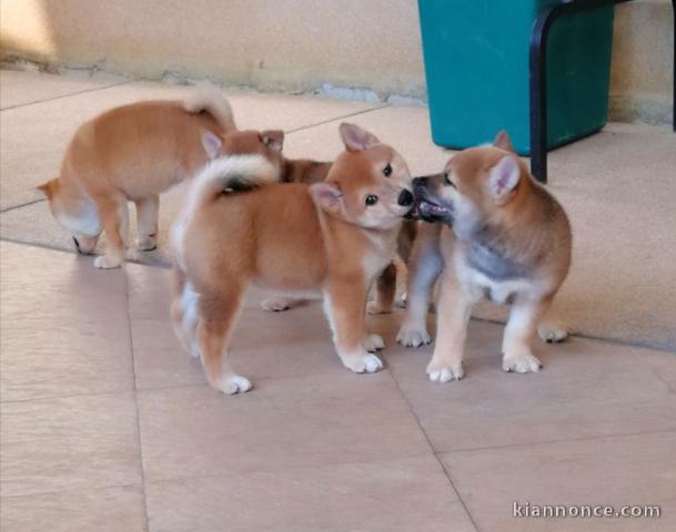 Chiots de race Shiba Inu disponibles de suite