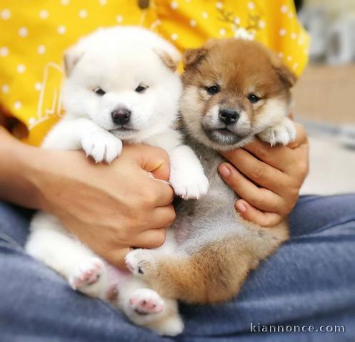 Chiots de race Shiba Inu disponibles de suite