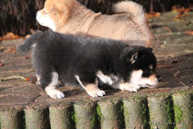 Chiots de race Shiba Inu disponibles de suite