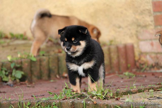 Chiots de race Shiba Inu disponibles de suite