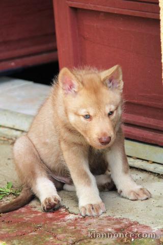 Chiots de race Shiba Inu disponibles de suite