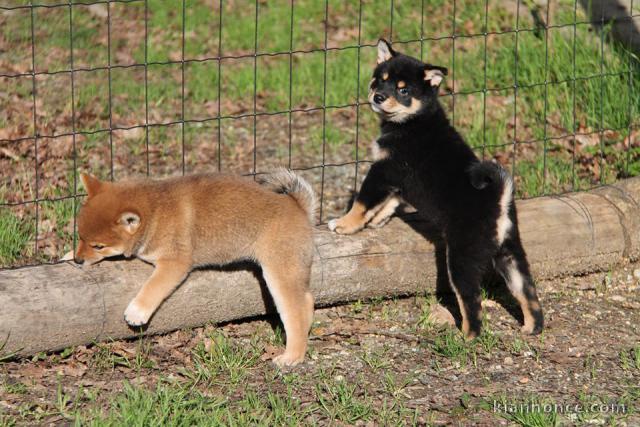 Chiots de race Shiba Inu disponibles de suite