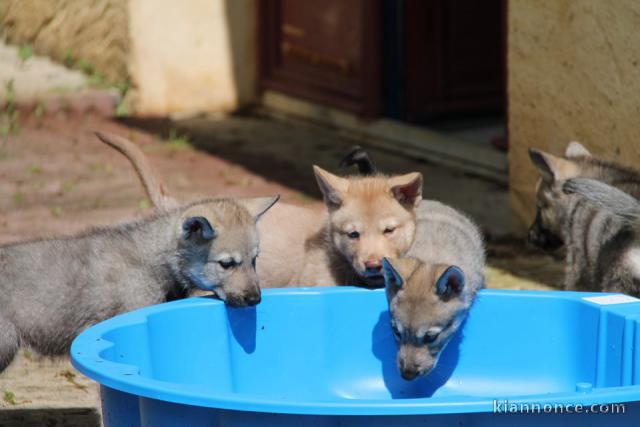 Chiots de race Shiba Inu disponibles de suite