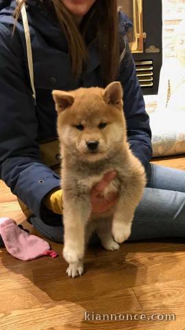 Chiots de race Shiba Inu disponibles de suite