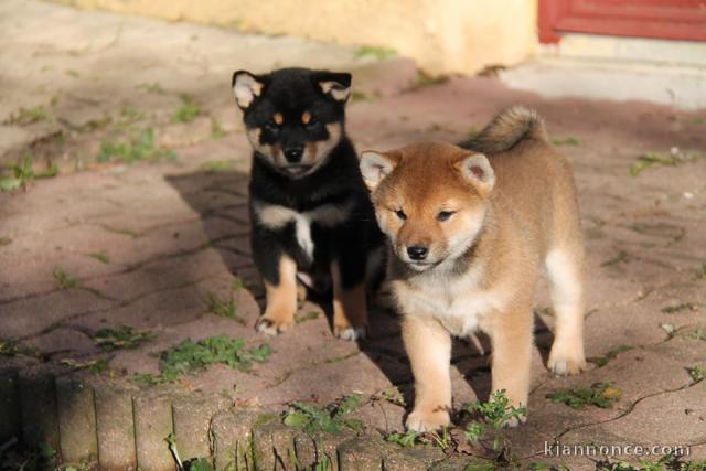 Chiots de race Shiba Inu disponibles de suite