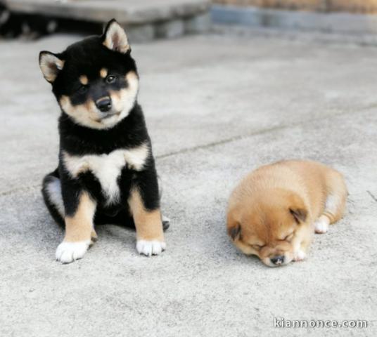 Chiots de race Shiba Inu disponibles de suite