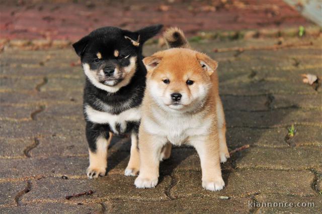 Chiots de race Shiba Inu disponibles de suite