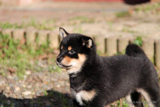 Chiots de race Shiba Inu disponibles de suite