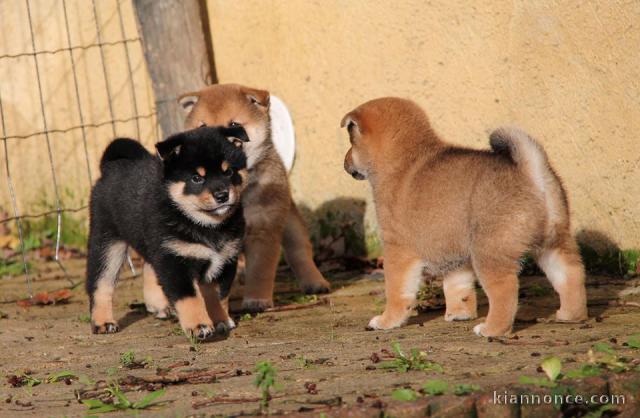 Chiots de race Shiba Inu disponibles de suite