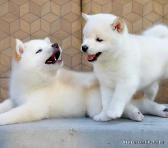 Chiots de race Shiba Inu disponibles de suite