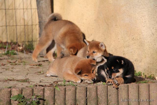 Chiots de race Shiba Inu disponibles de suite