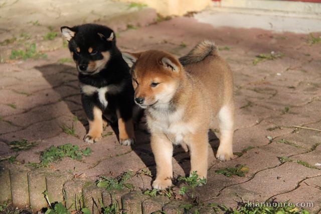 Chiots de race Shiba Inu disponibles de suite